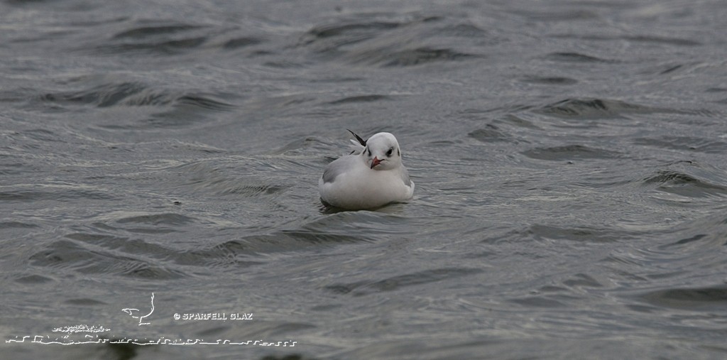 Mouette rieuse