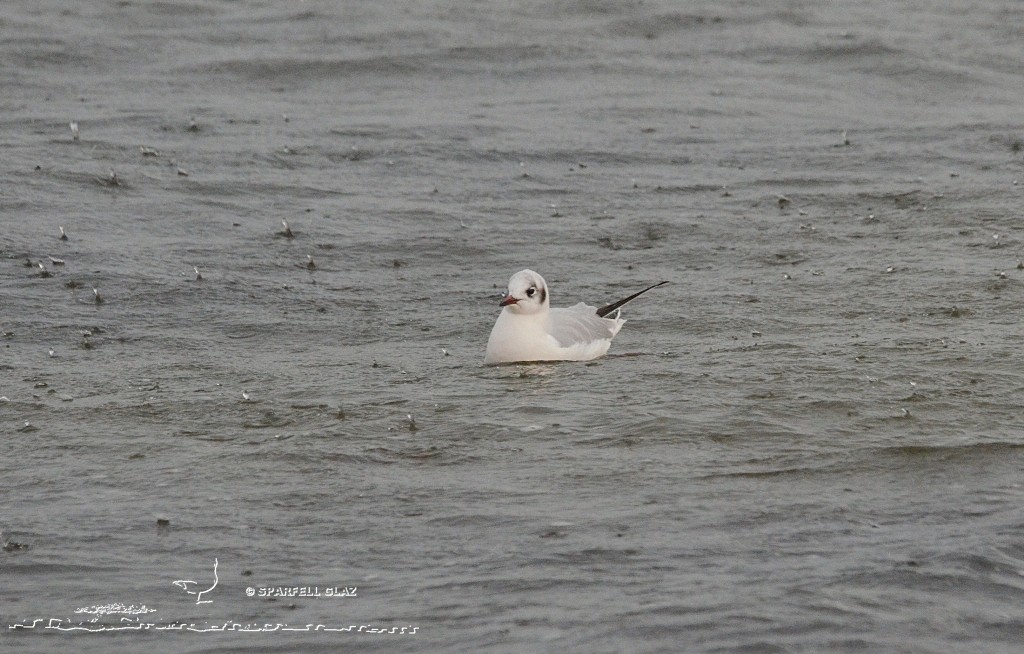 Mouette rieuse sous la pluie