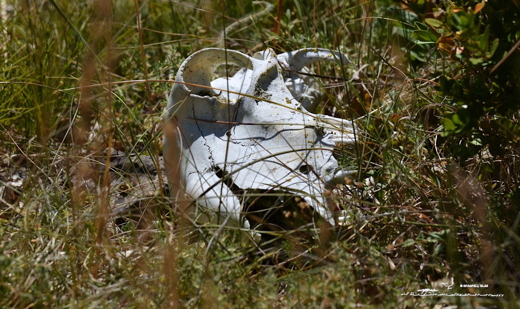 Crâne de Mouton sur un alpage