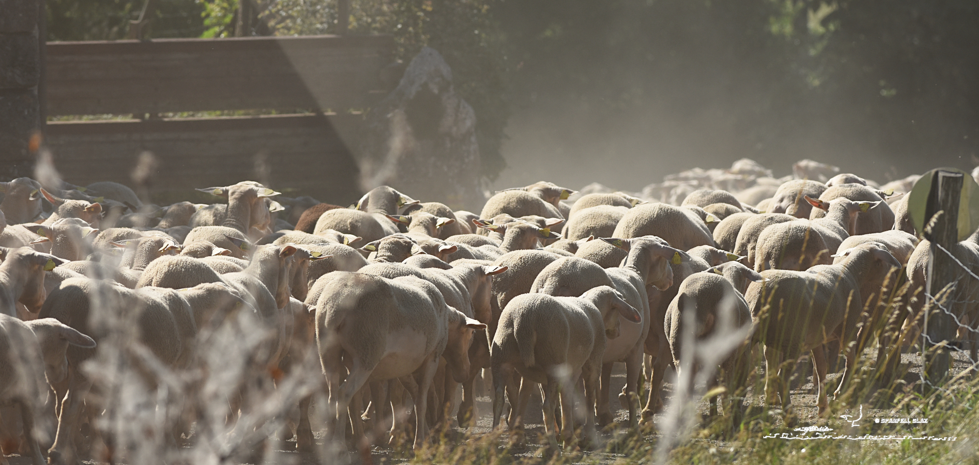 Troupeau de Moutons retournant à la bergerie
