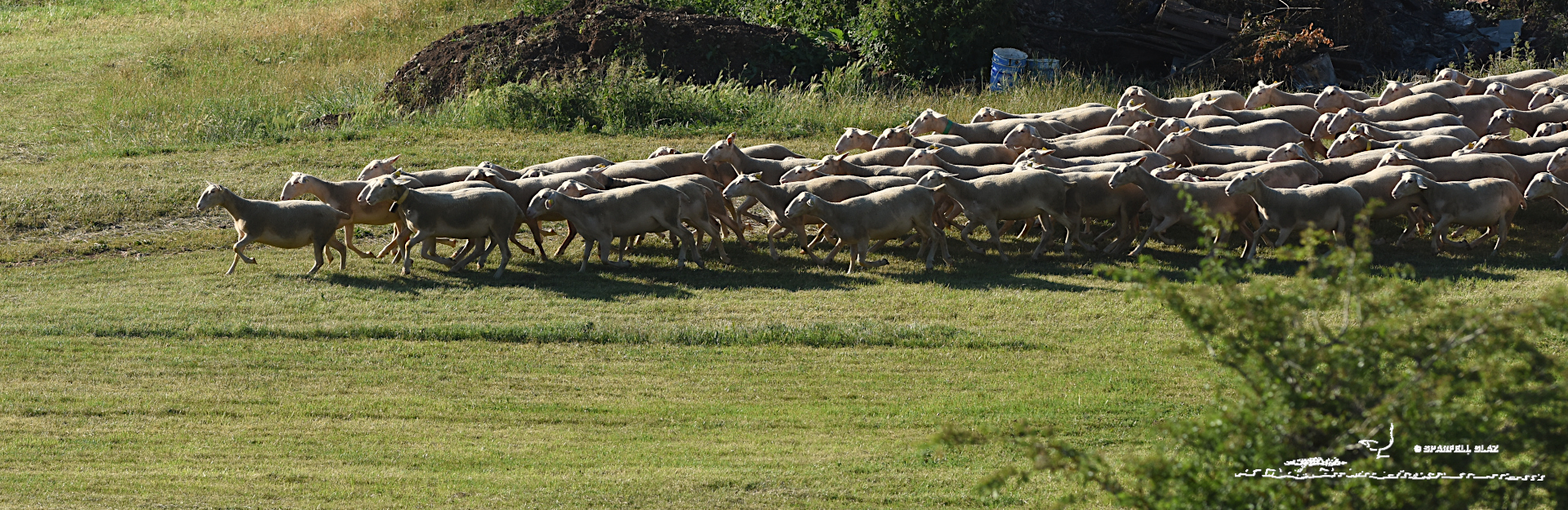 Troupeau de moutons au pré