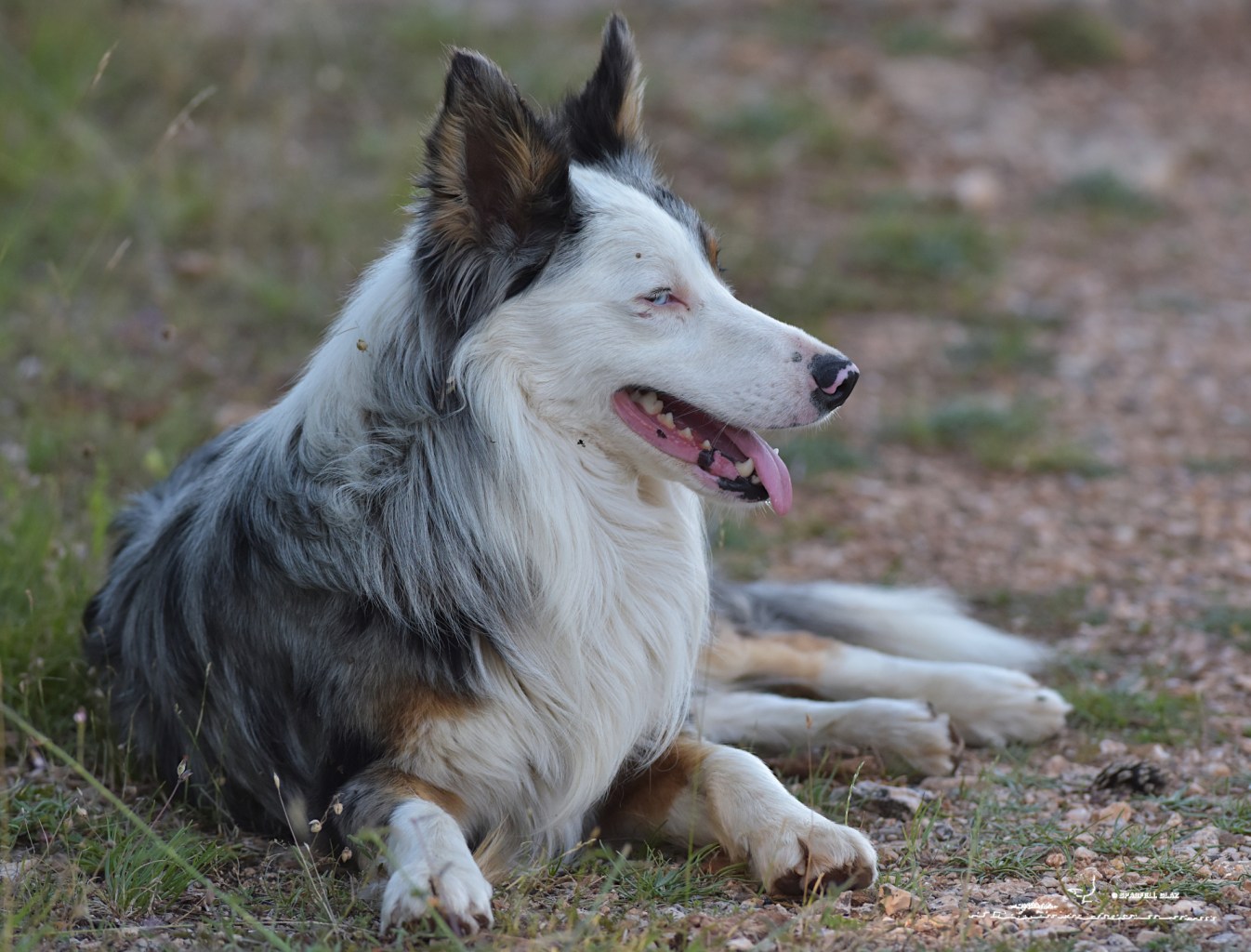 Chien de troupeau