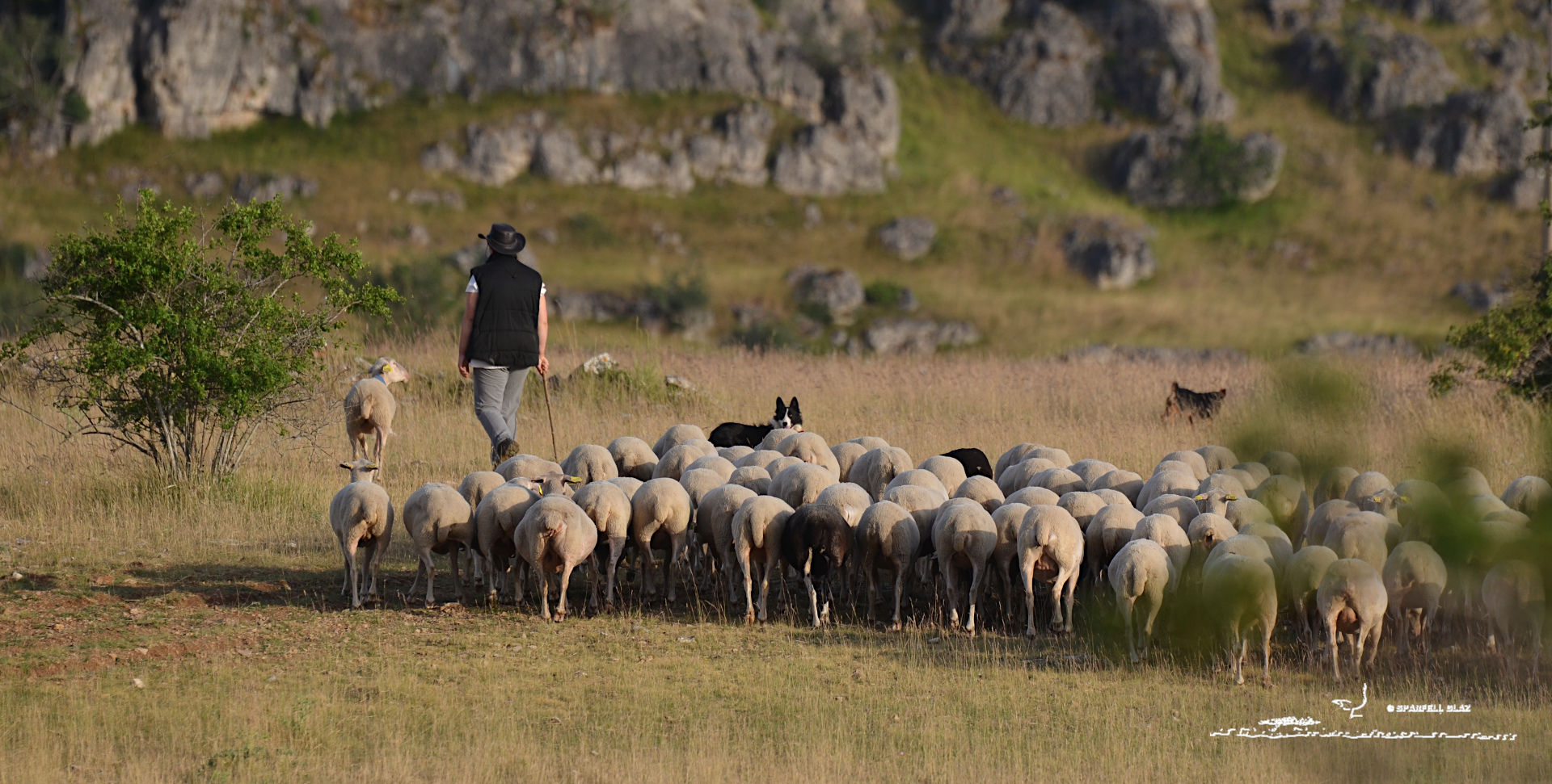 Berger avec son troupeau de moutons et ses chiens.