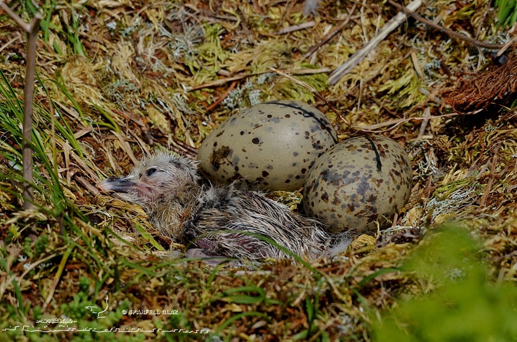 œufs et poussin de goéland