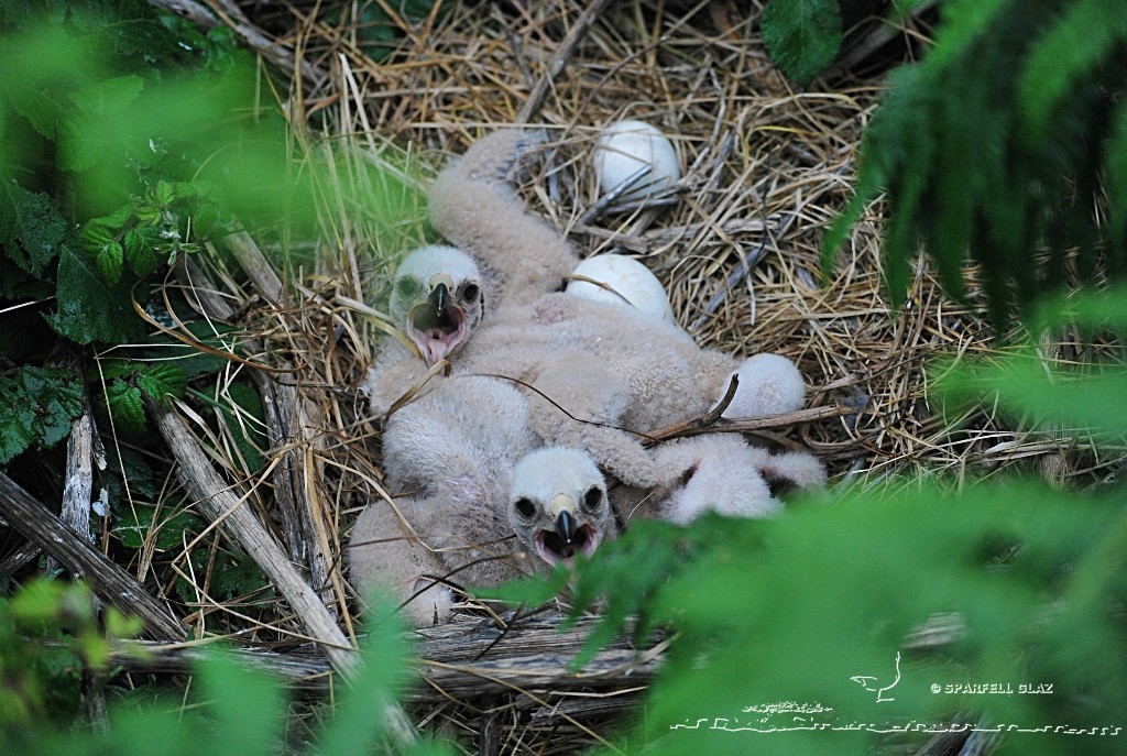 Poussins de Busard des roseaux au nid