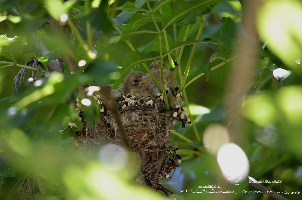 Chardonnerets élégants au nid