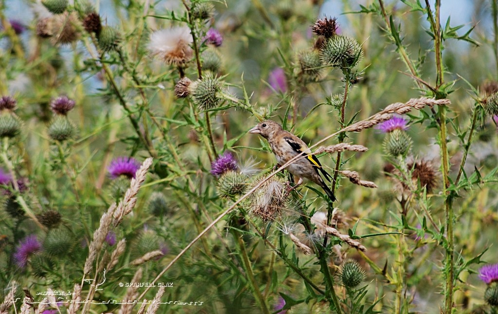 Chardonneret élégant immature sur des Chardons