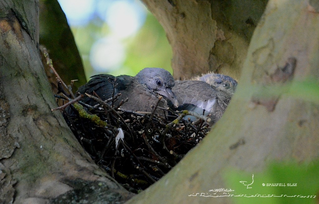 Poussins de Pigeon ramier au nid