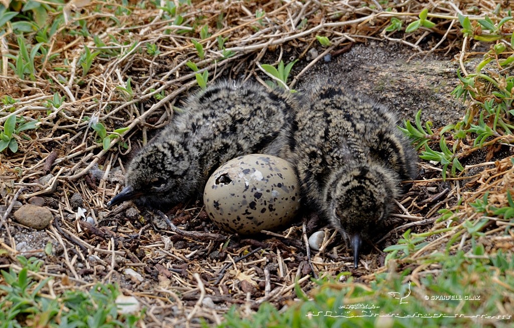 œuf et poussins d'Huîtrier pie