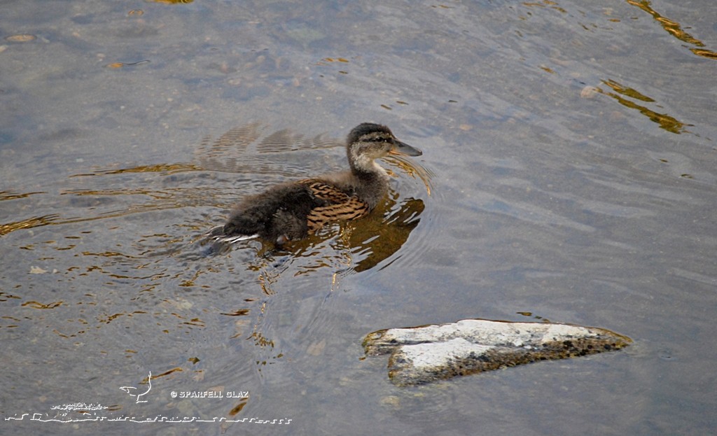 Jeune Canard colvert