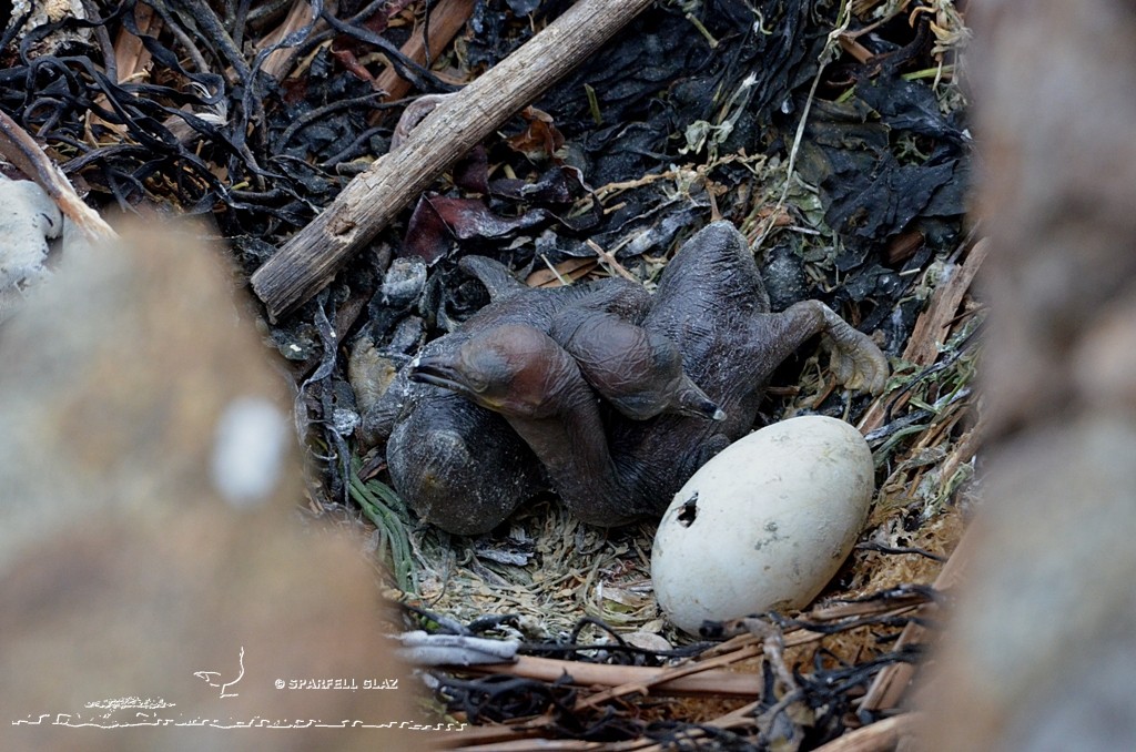 œuf et oisillons de Cormoran huppé